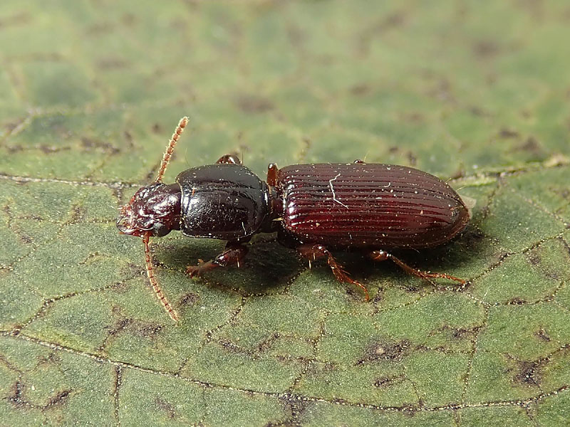 Carabidae: Clivina fossor o C. collaris ?
